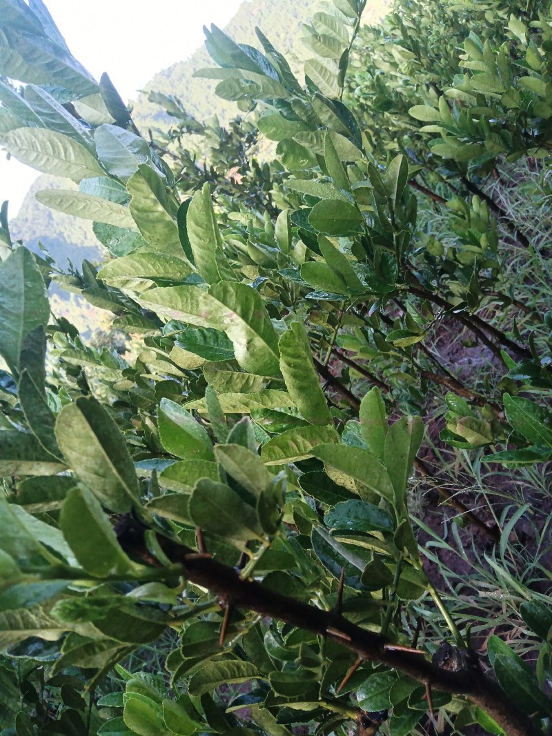 佛手种植基地，佛手嫁接苗，批发零售，欢迎定购