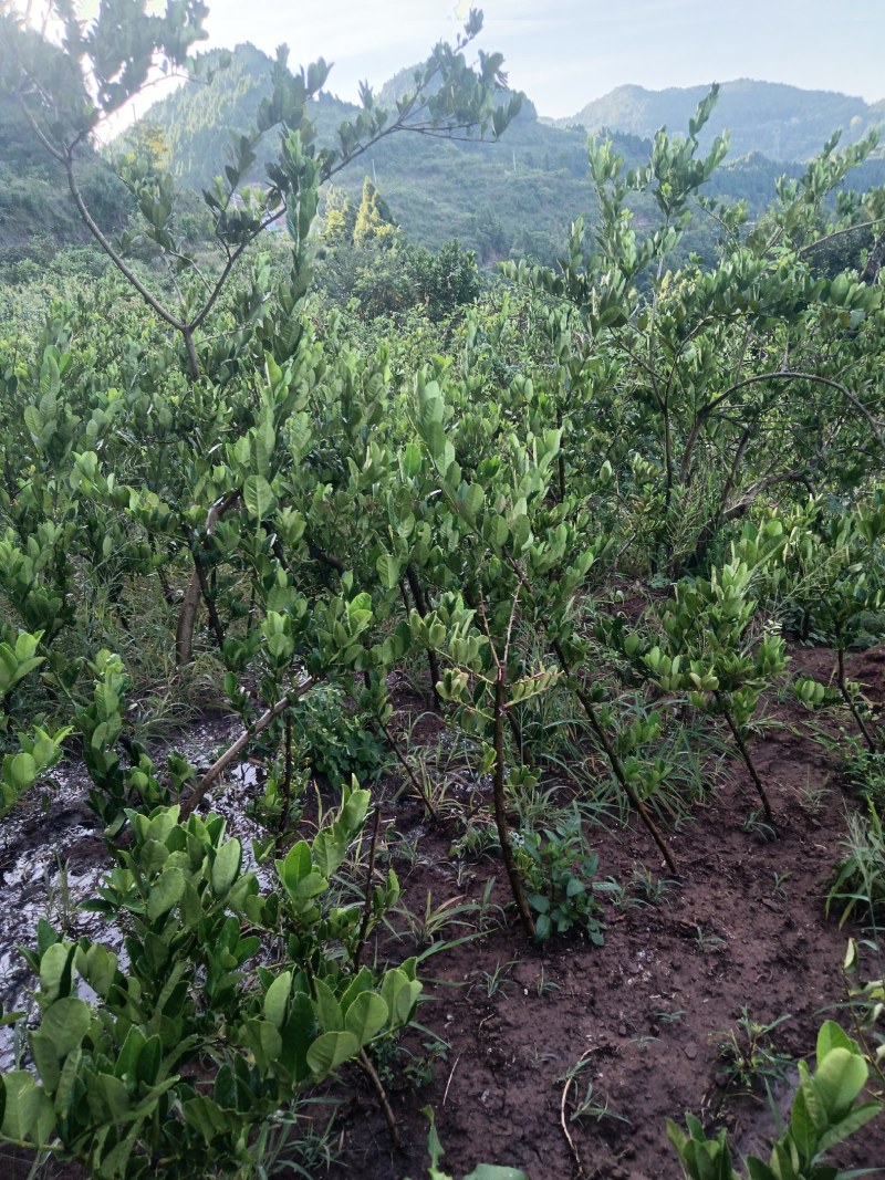 佛手种植基地，佛手嫁接苗，批发零售，欢迎定购