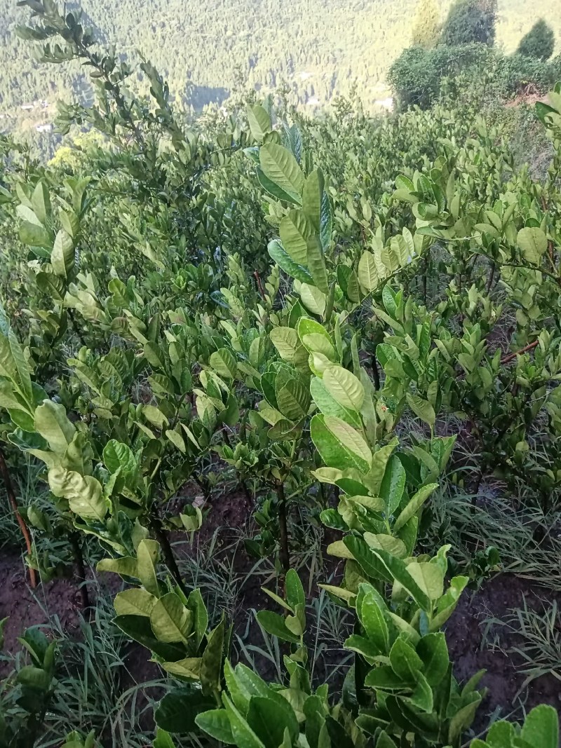 佛手种植基地，佛手嫁接苗，批发零售，欢迎定购