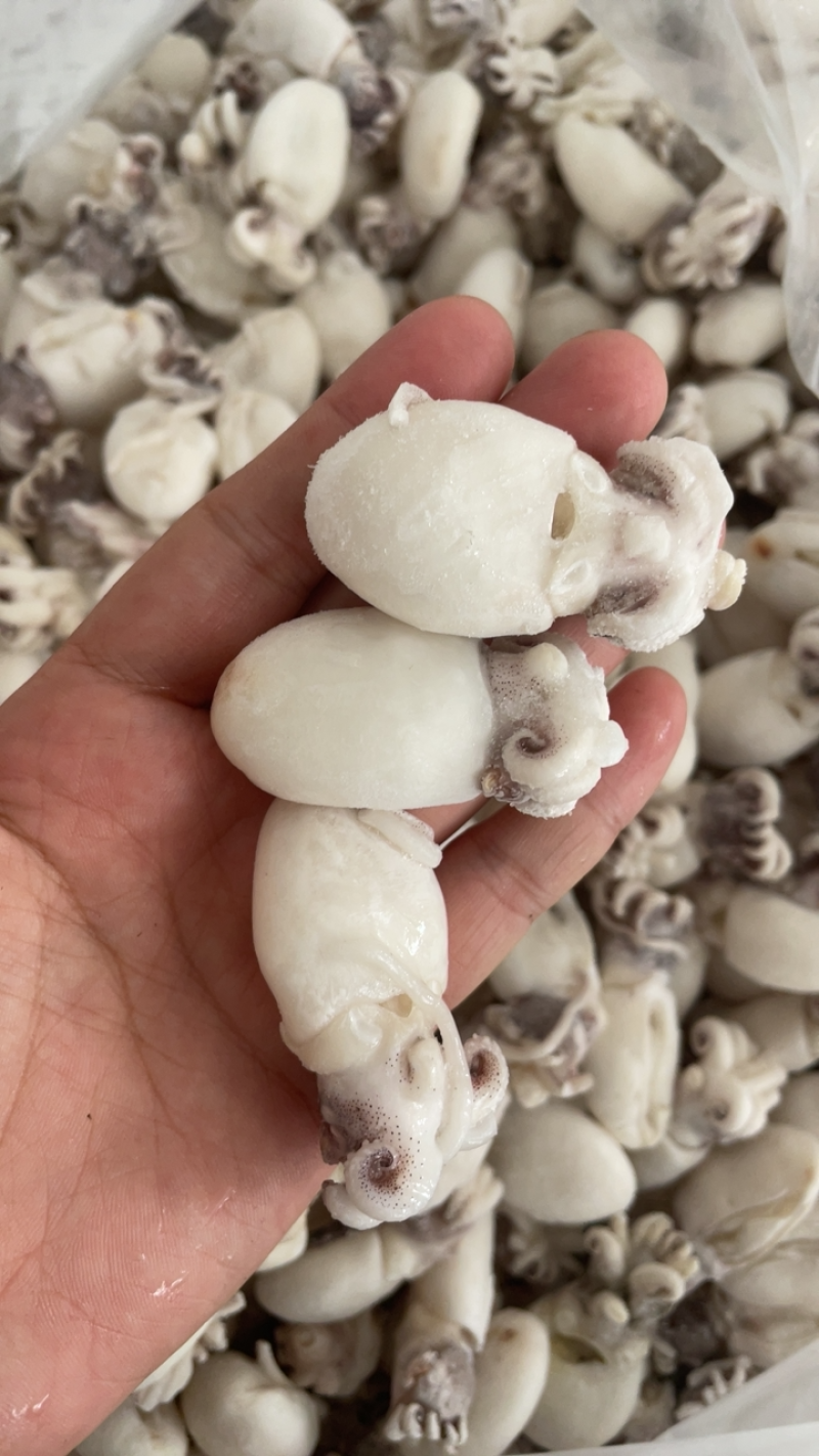 干冰墨鱼仔捞汁食材章鱼去内脏小乌贼墨鱼蛋船冻墨鱼仔