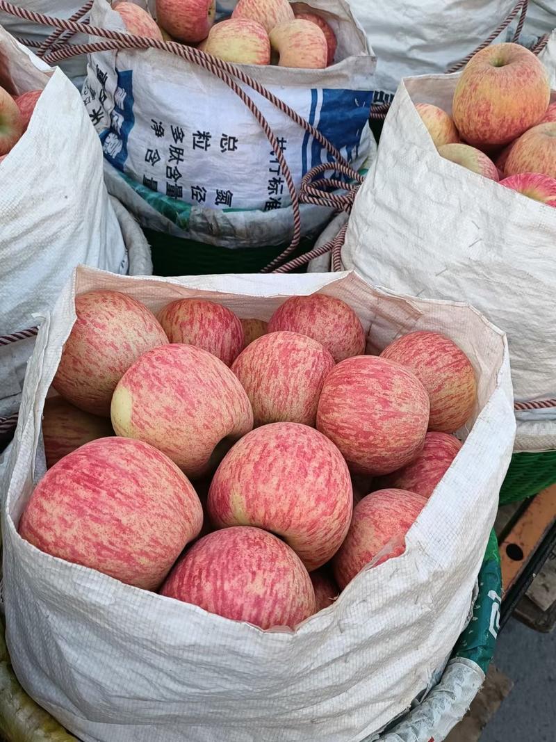 云南昭通108苹果大量上市产地直发一件代发