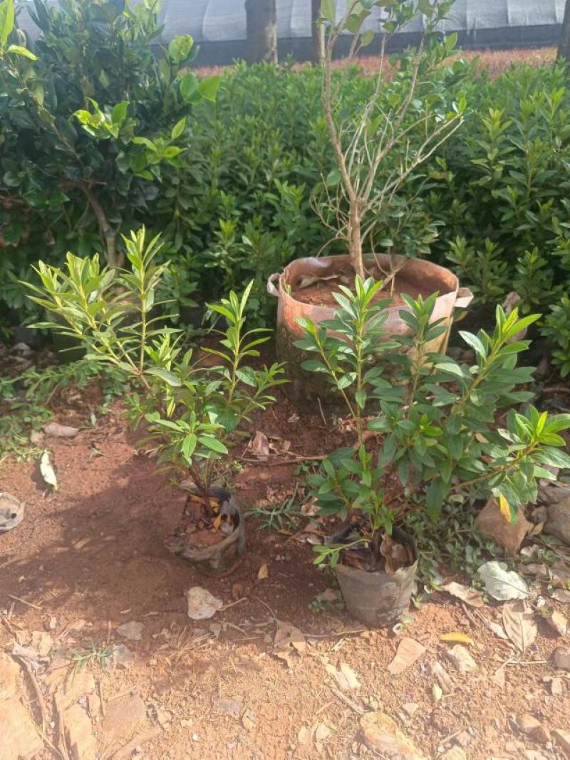 云南昆明宜良县杜鹃基地直发一手货源批发品质保证价格美丽