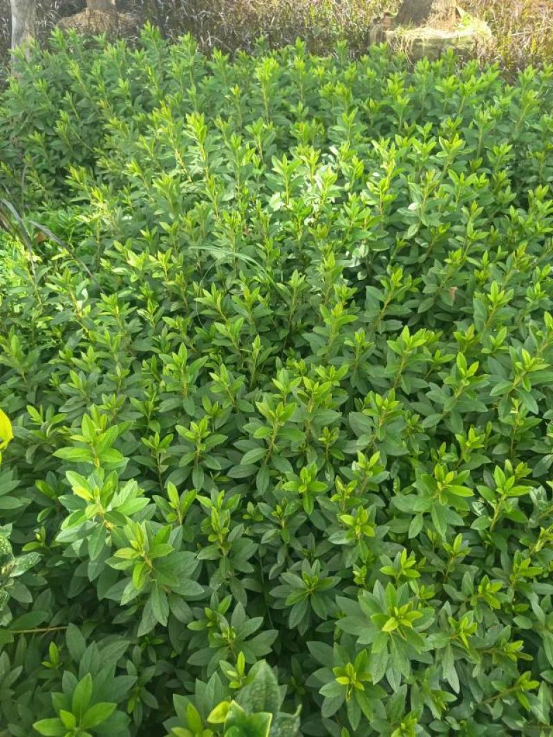 云南昆明宜良县杜鹃基地直发一手货源批发品质保证价格美丽