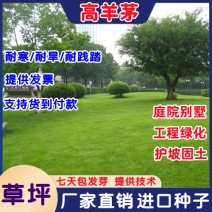 进口绿化高羊茅草坪种子四季常青护坡草籽护坡固土冷季型草坪