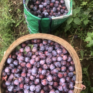 大瑶山珍珠李2.5一斤，五千斤起