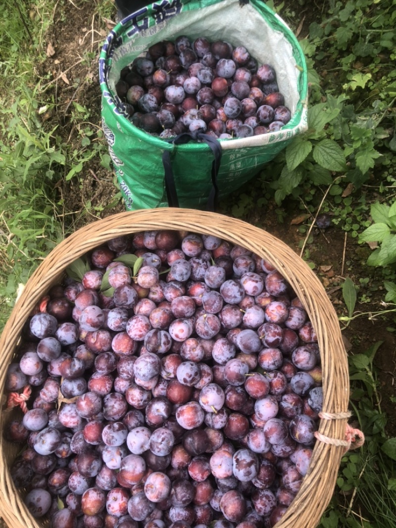 大瑶山珍珠李2.5一斤，五千斤起