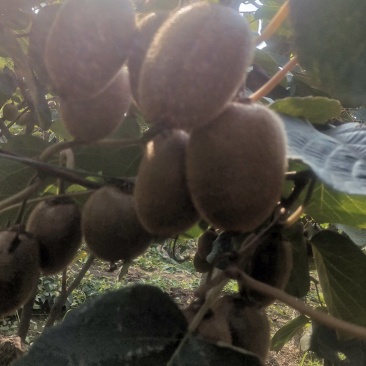 翠香弥猴桃