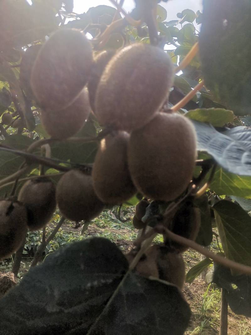 翠香弥猴桃