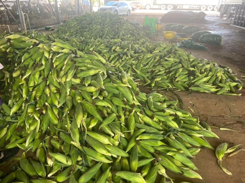 【精品玉米品种齐全】广东湛江金银双色玉米，甜玉米，太阳花
