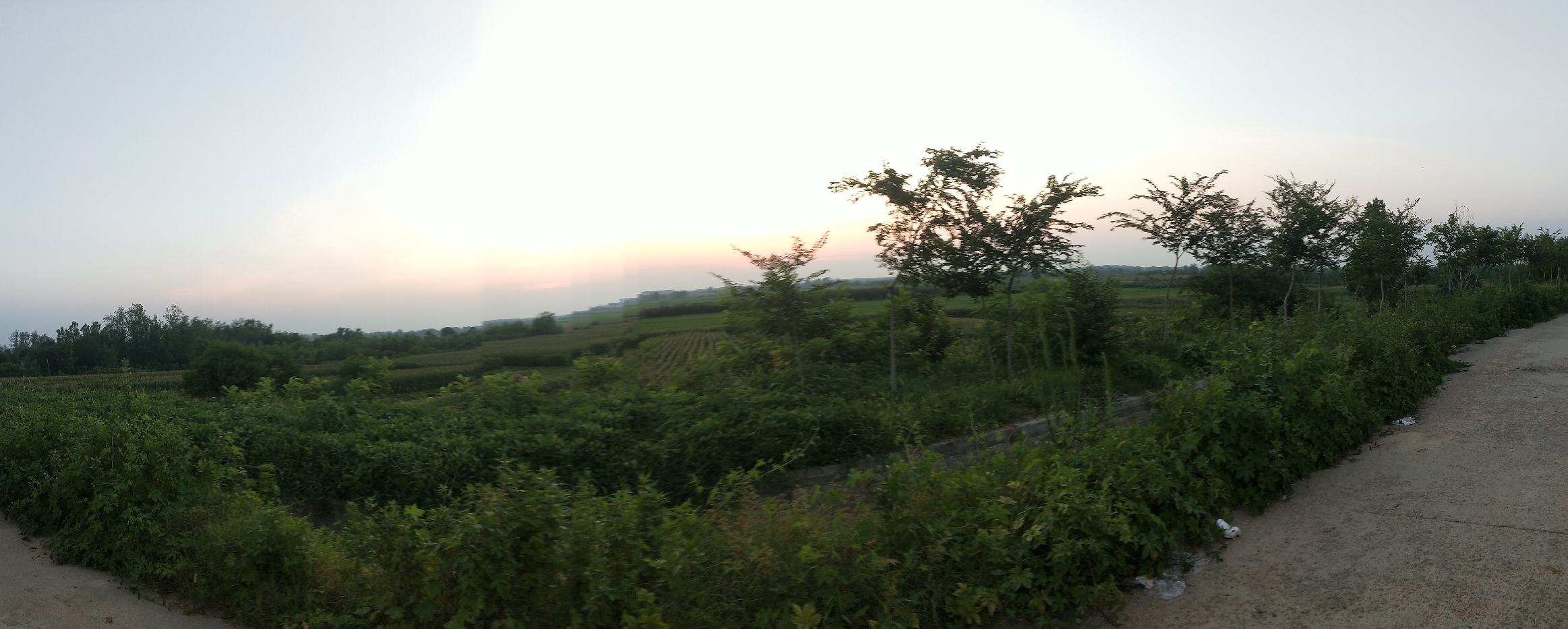 夕阳西下,金色的阳光洒在蟠桃园中,果实与枝叶交相辉映,构成一幅美丽的田园画卷 蟠桃园夕阳美景