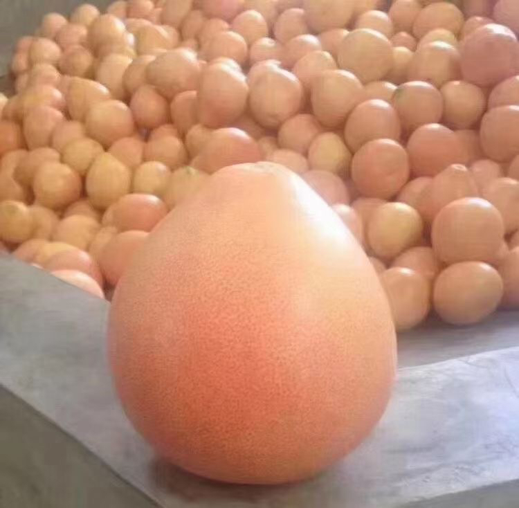 中国主要柚子产区地图,标注广东、广西、福建、江西、四川等地 我国主要柚子产区分布图