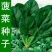 大叶菠菜种子四季蔬菜春季籽种阳台种籽抗热菜种盆栽波菜孑菜