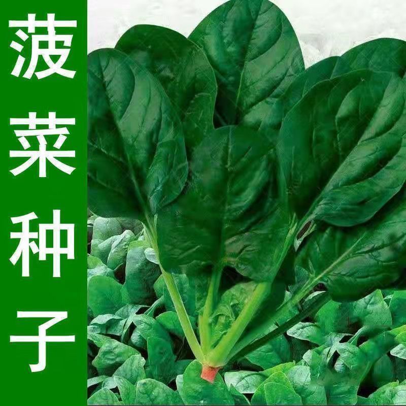大叶菠菜种子四季蔬菜春季籽种阳台种籽抗热菜种盆栽波菜孑菜