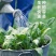 大叶菠菜种子四季蔬菜春季籽种阳台种籽抗热菜种盆栽波菜孑菜