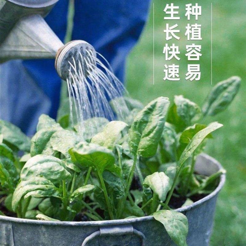大叶菠菜种子四季蔬菜春季籽种阳台种籽抗热菜种盆栽波菜孑菜