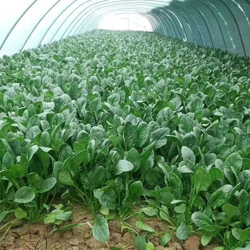 大叶菠菜种子四季蔬菜春季籽种阳台种籽抗热菜种盆栽波菜孑菜