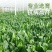 大叶菠菜种子四季蔬菜春季籽种阳台种籽抗热菜种盆栽波菜孑菜