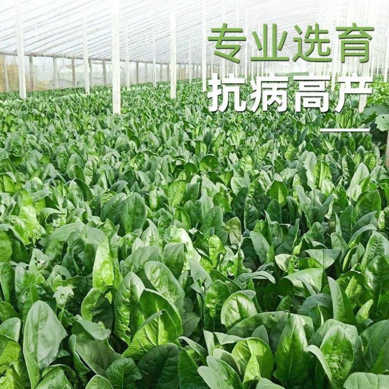 大叶菠菜种子四季蔬菜春季籽种阳台种籽抗热菜种盆栽波菜孑菜
