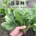 大叶菠菜种子四季蔬菜春季籽种阳台种籽抗热菜种盆栽波菜孑菜