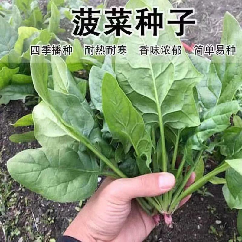大叶菠菜种子四季蔬菜春季籽种阳台种籽抗热菜种盆栽波菜孑菜