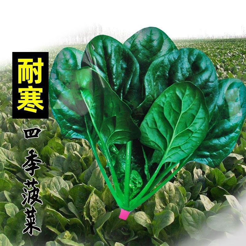 大叶菠菜种子四季蔬菜春季籽种阳台种籽抗热菜种盆栽波菜孑菜
