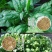 大叶菠菜种子四季蔬菜春季籽种阳台种籽抗热菜种盆栽波菜孑菜