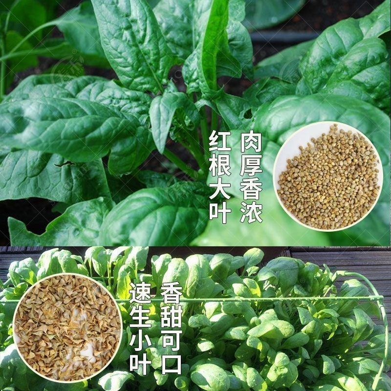 大叶菠菜种子四季蔬菜春季籽种阳台种籽抗热菜种盆栽波菜孑菜