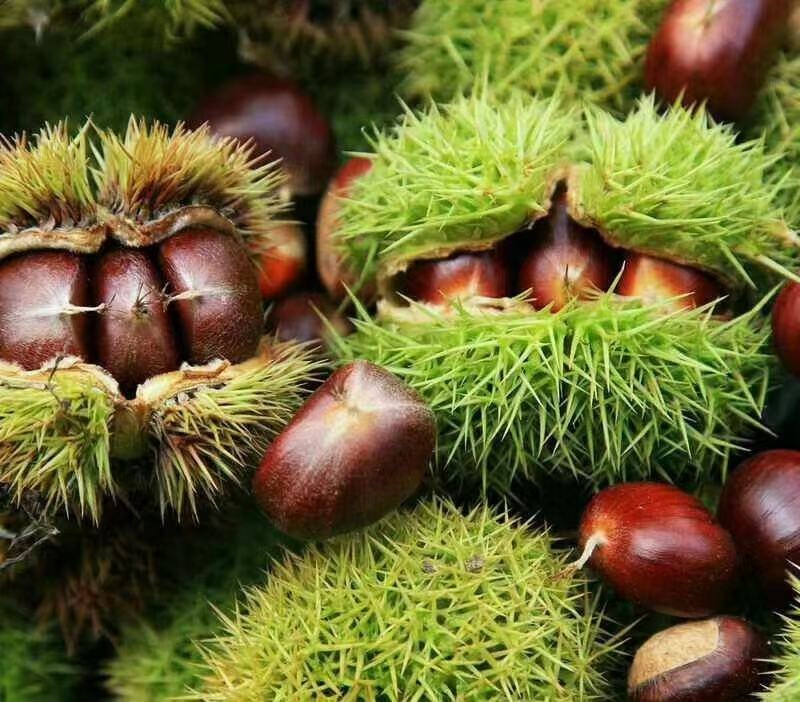 板栗果实特写