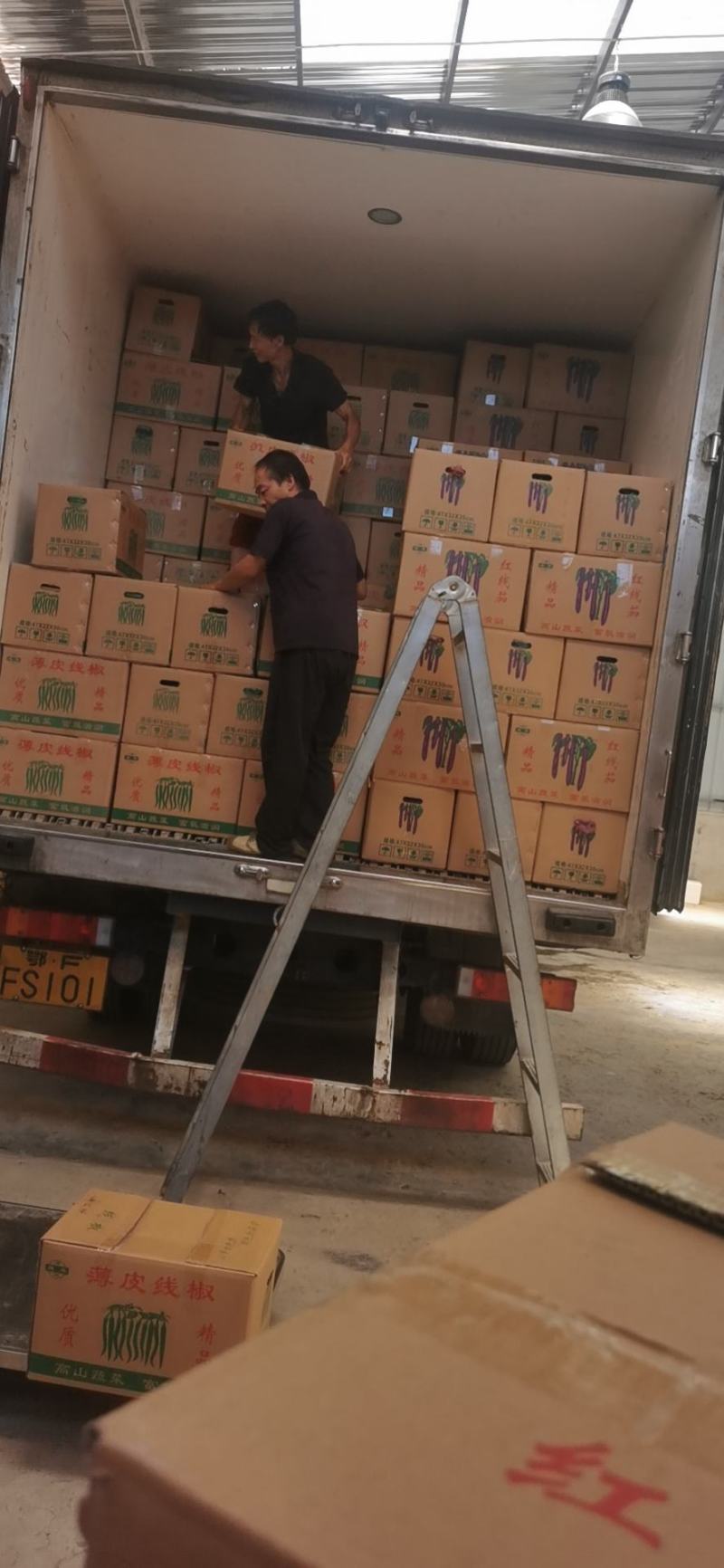 湖北精品芜湖椒，线椒，红线椒。