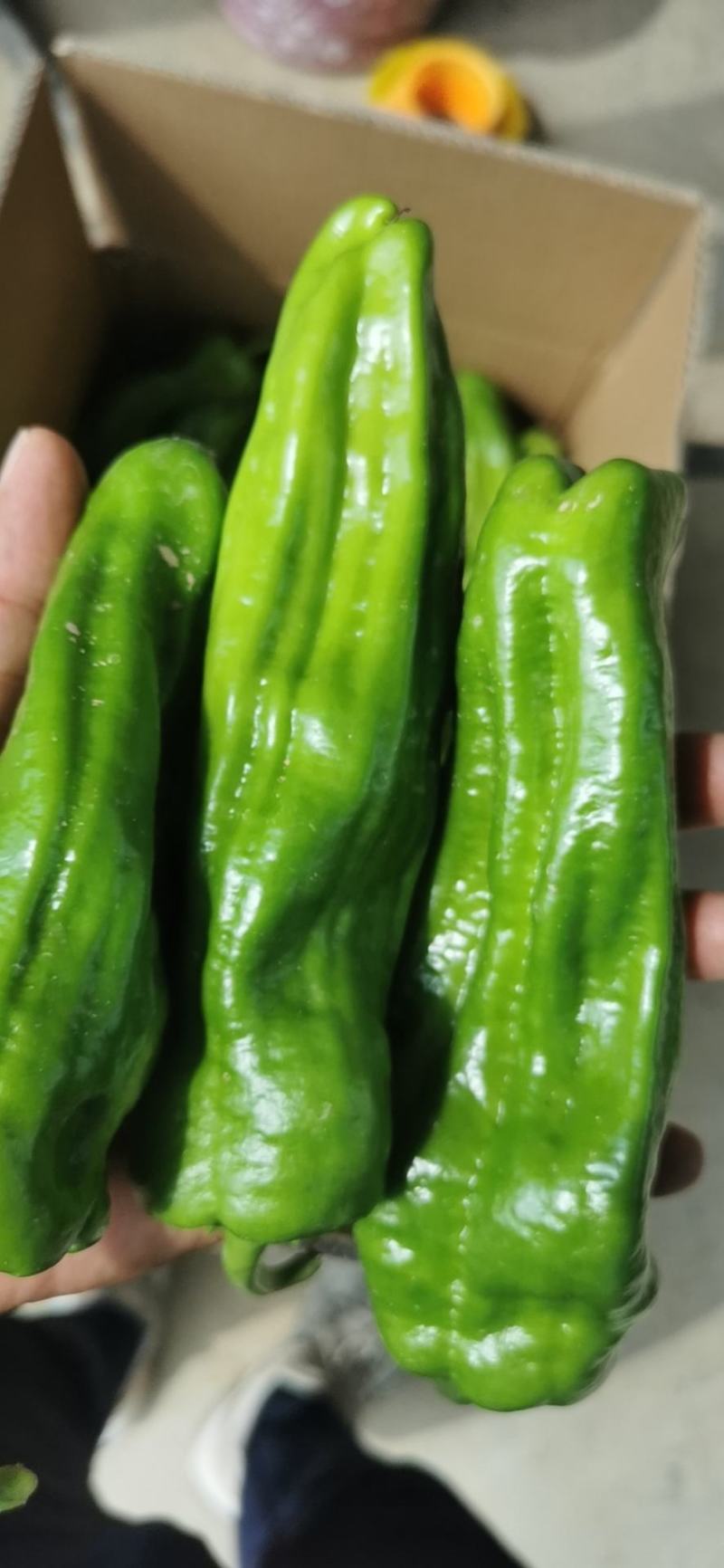湖北精品芜湖椒，线椒，红线椒。