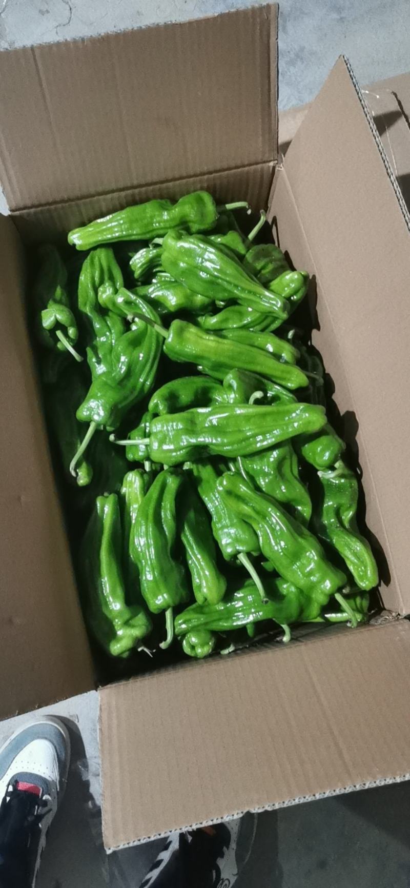 湖北精品芜湖椒，线椒，红线椒。