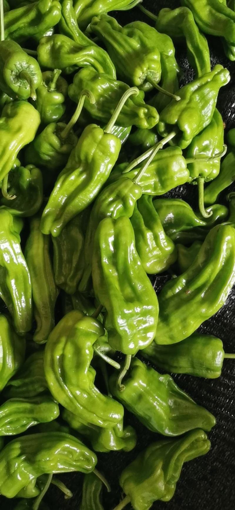 湖北精品芜湖椒，线椒，红线椒。