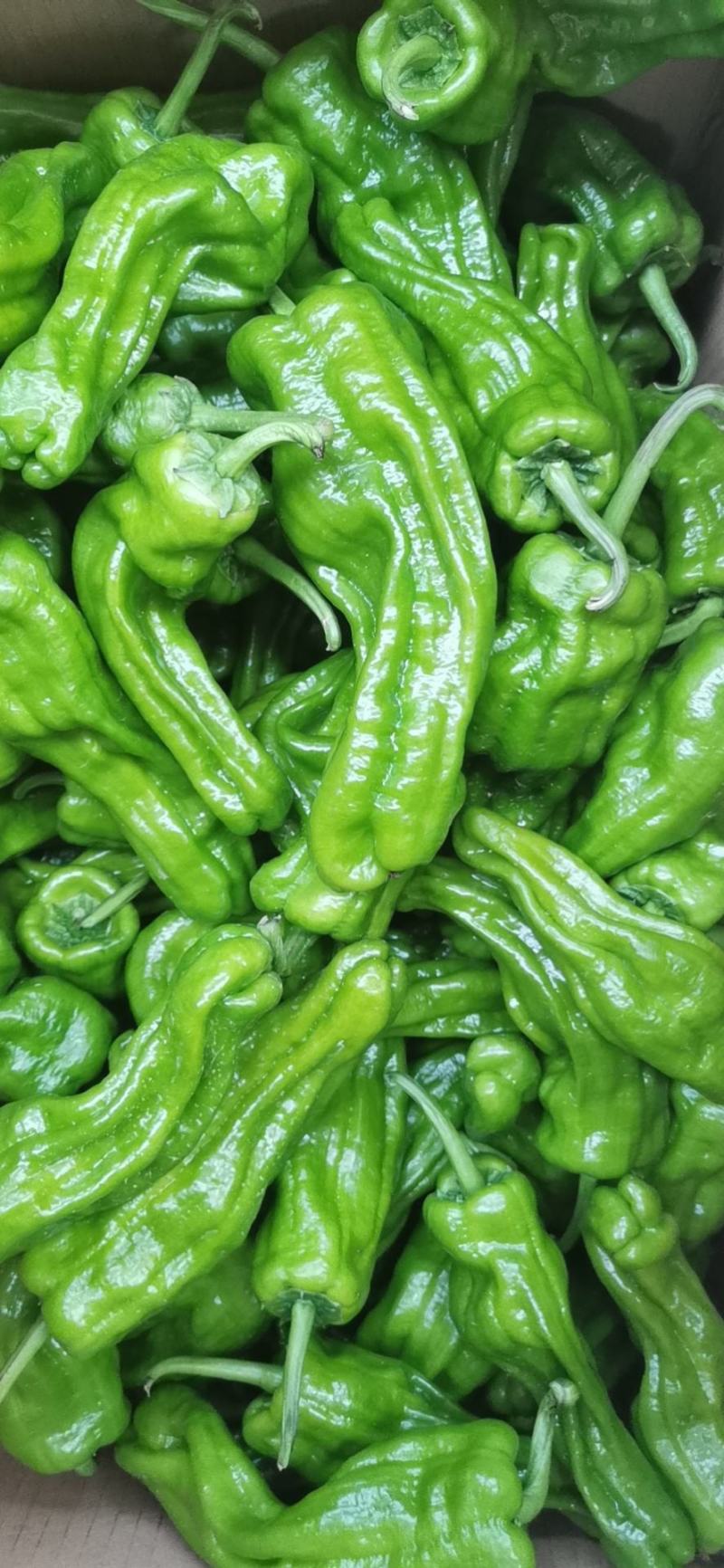 湖北精品芜湖椒，线椒，红线椒。