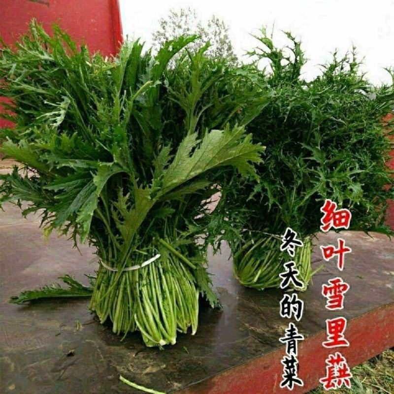 雪里红种子细叶雪里蕻农家雪菜籽春不老蔬菜种子排菜高产香青