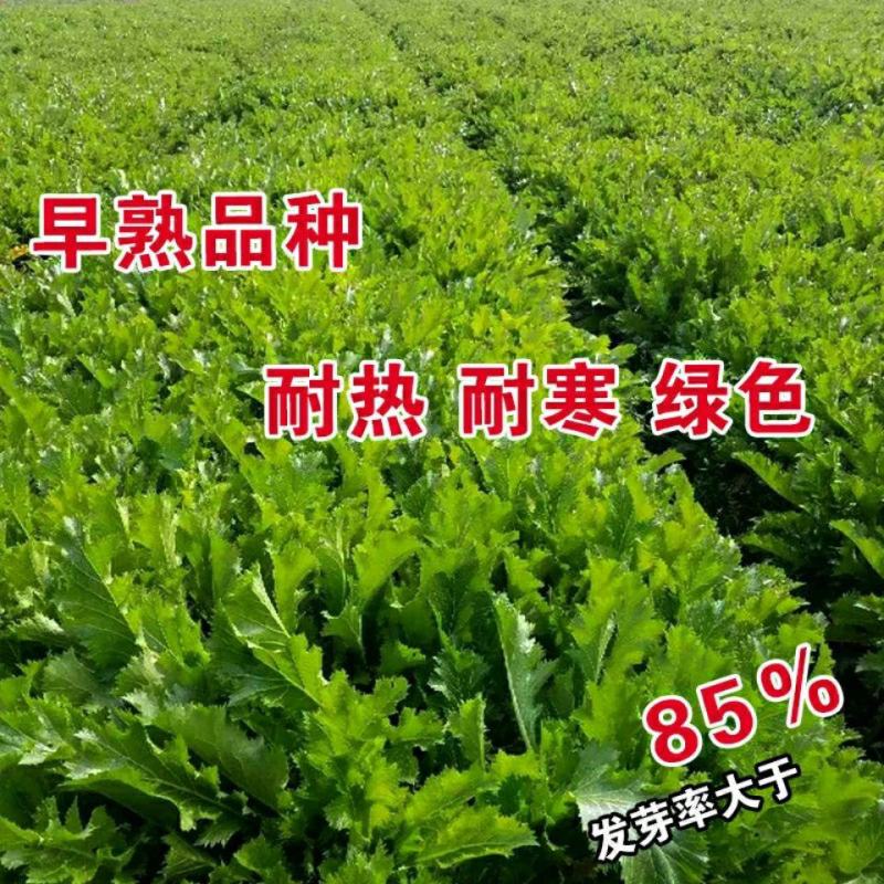 雪里红种子细叶雪里蕻农家雪菜籽春不老蔬菜种子排菜高产香青