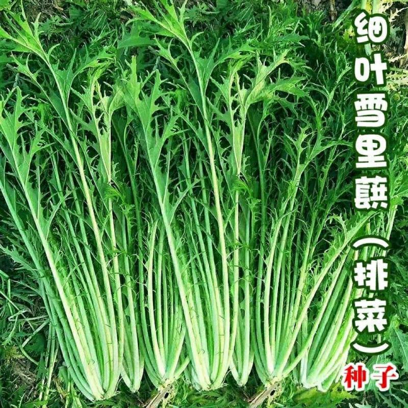 雪里红种子细叶雪里蕻农家雪菜籽春不老蔬菜种子排菜高产香青