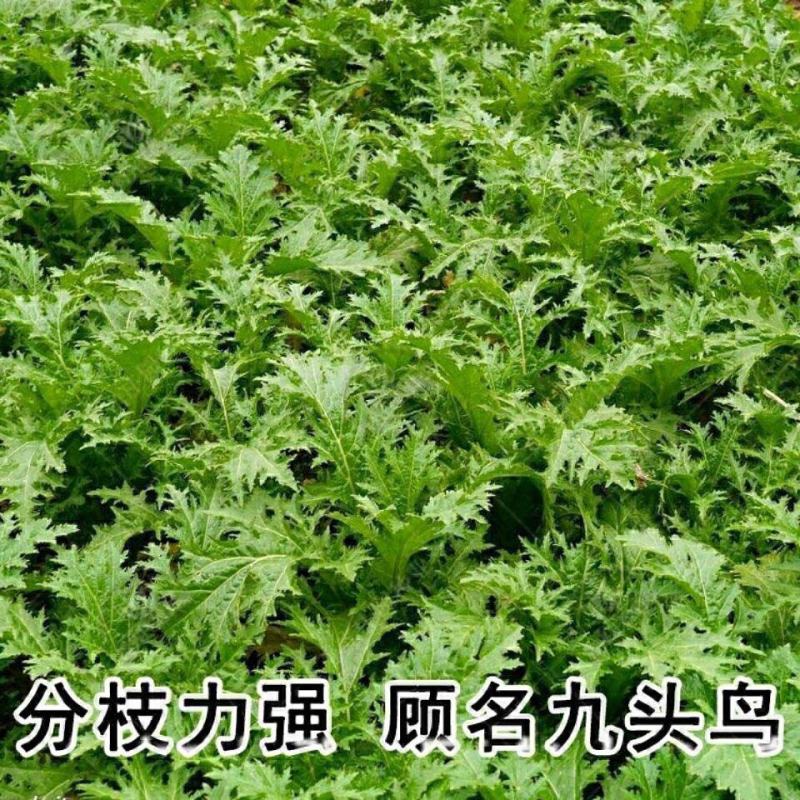 雪里红种子细叶雪里蕻农家雪菜籽春不老蔬菜种子排菜高产香青