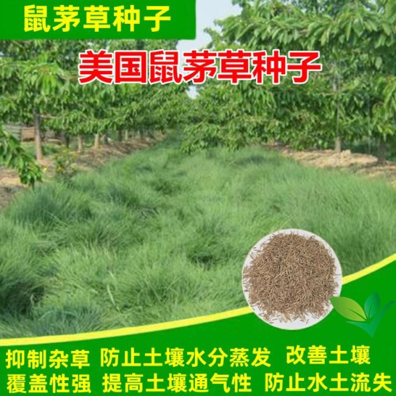 鼠茅草种果园绿肥鼠茅草草种鼠茅草种子鼠毛草种籽