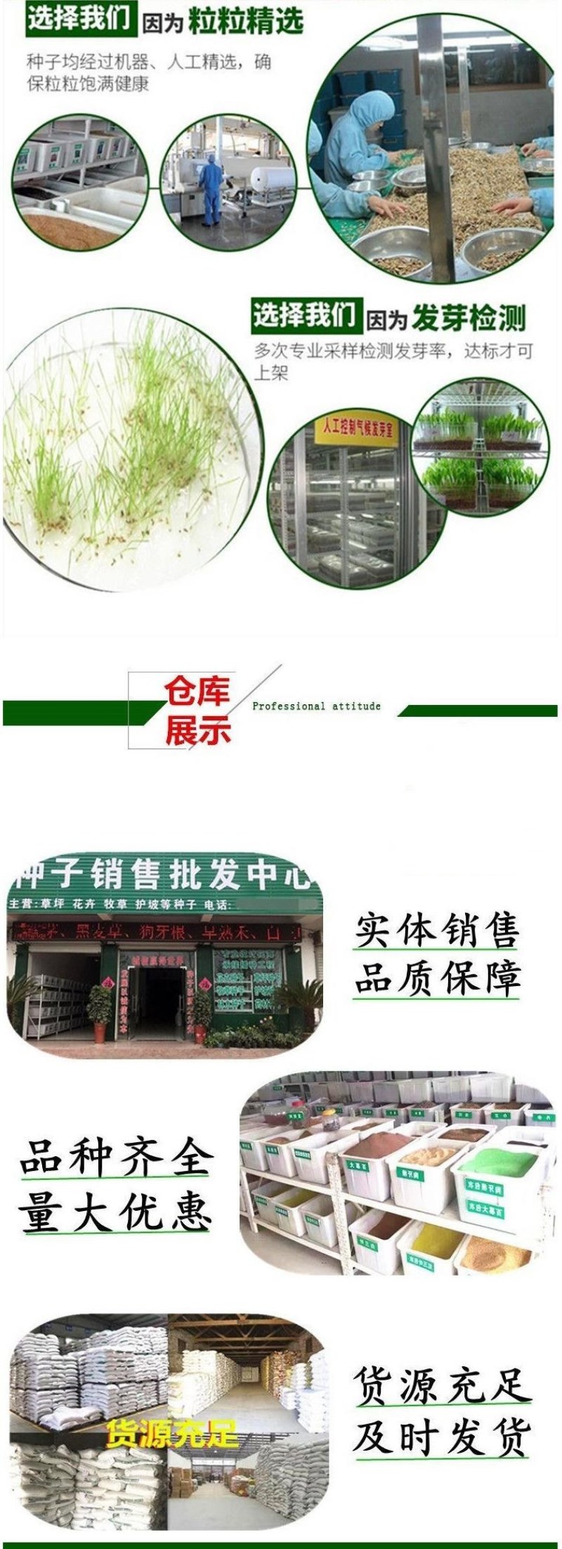 鼠茅草种果园绿肥鼠茅草草种鼠茅草种子鼠毛草种籽