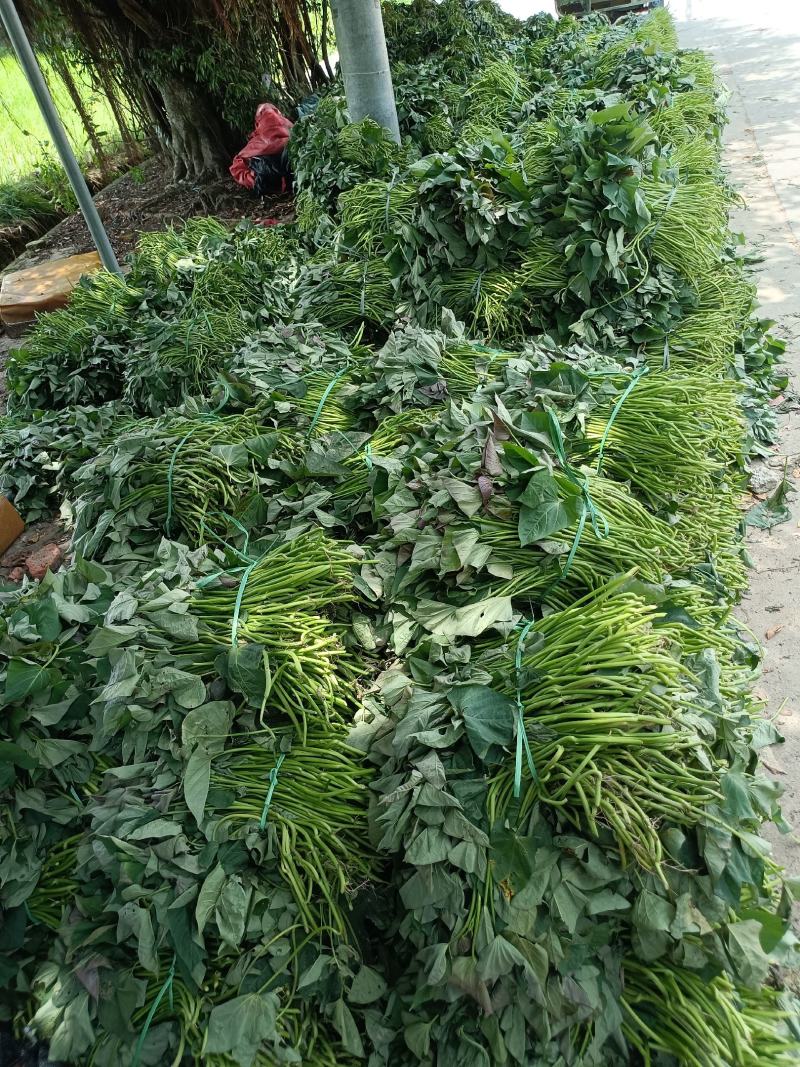 西瓜红优质大田苗大量供应