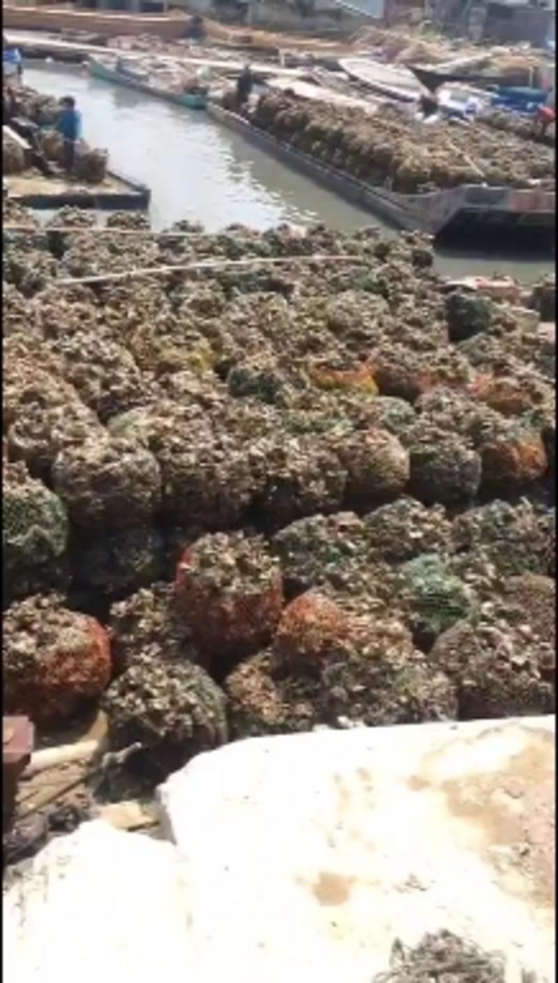新鲜牡蛎肉现剥生蚝肉深海当日鲜活海鲜水产特大海蛎子