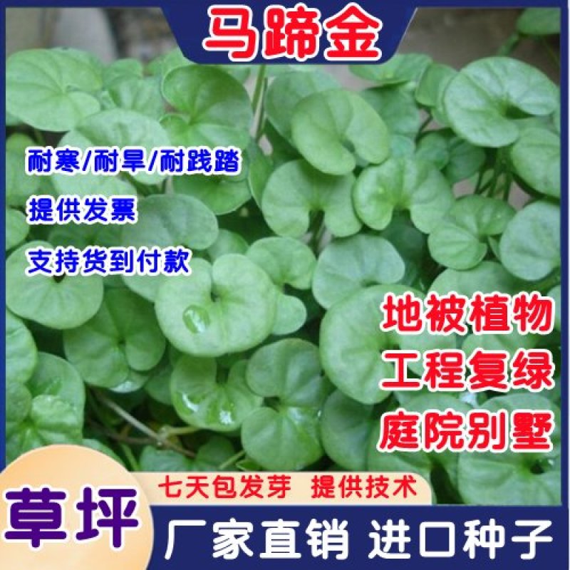 马蹄金种子草籽边坡绿化草种观赏草坪心形铜钱草四季常青