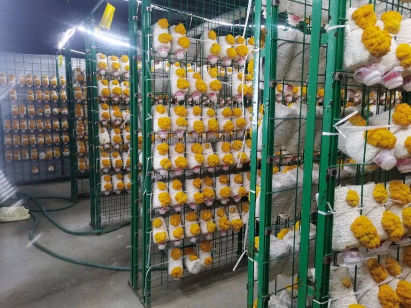 金耳菌包大量供货需要的直接找我，价格实惠