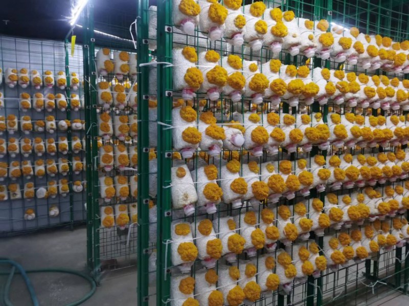 金耳菌包大量供货需要的直接找我，价格实惠