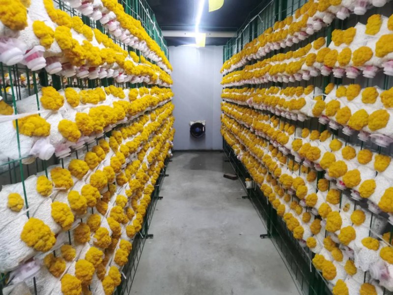 金耳菌包大量供货需要的直接找我，价格实惠