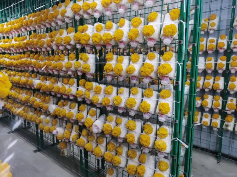 金耳菌包大量供货需要的直接找我，价格实惠