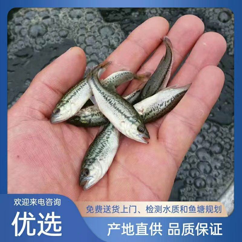 鲈鱼苗，优鲈一号，专车运输消毒放塘，提供技术指导