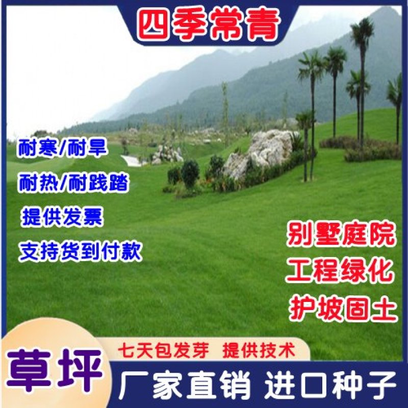 进口四季青草坪种子绿化草皮草籽庭院别墅护坡绿化种子