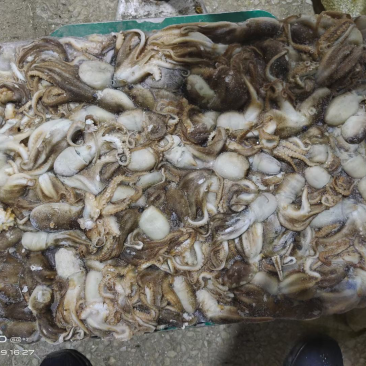 章鱼(具体价格根据市场价格)欢迎来询价订购