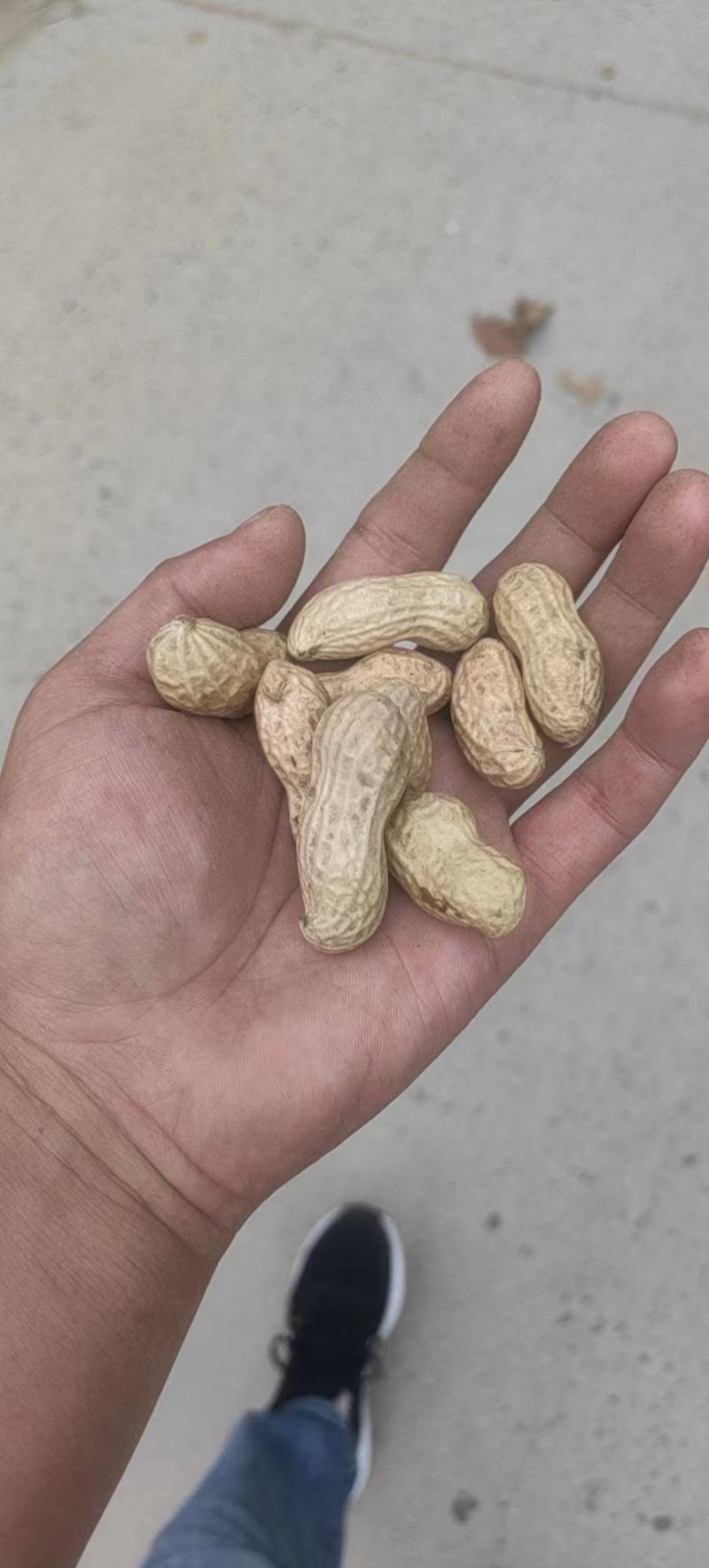 【鲜花生】河南开封鲜花生产地直发对接商超市场